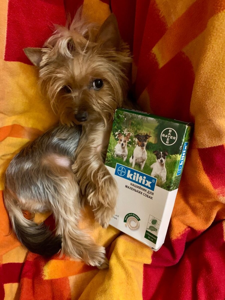 Обработка от эктопаразитов собак