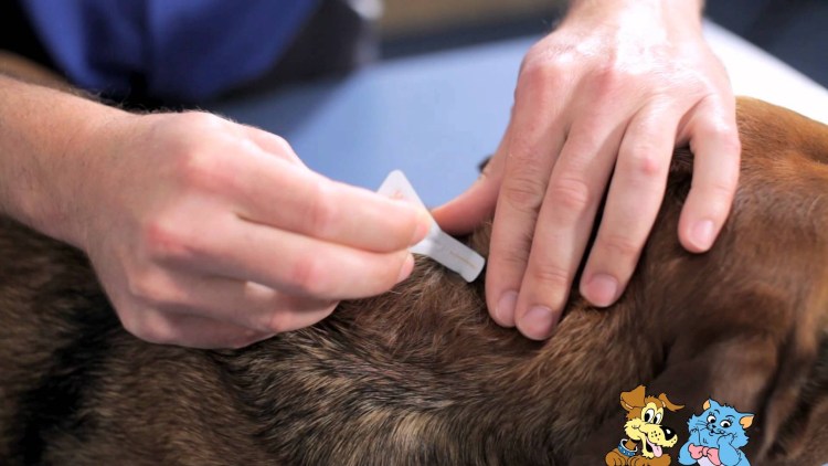 Капать от блох кошке на холку