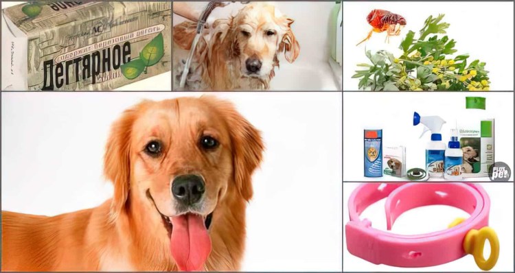 Антиблошинный гребень