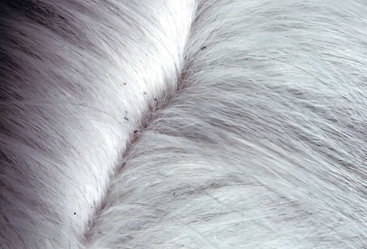 Симпарика для собак 20-40 кг