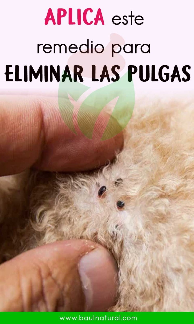 Собака выкусывает блох