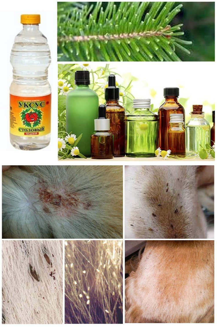 Стронгхолд для собак дозы