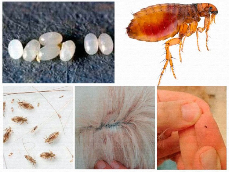 Йоркширский терьер аллергодерматоз