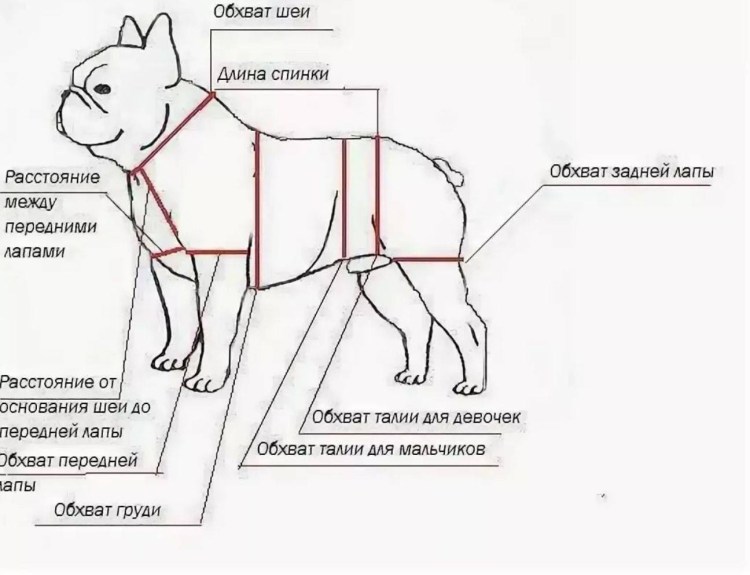 Выкройка комбинезона для собаки французский бульдог