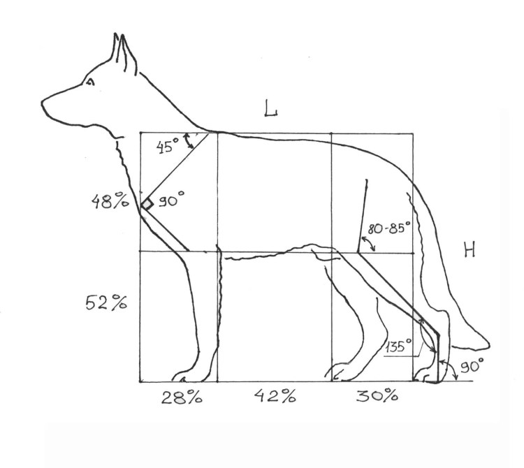 Немецкая овчарка пропорции