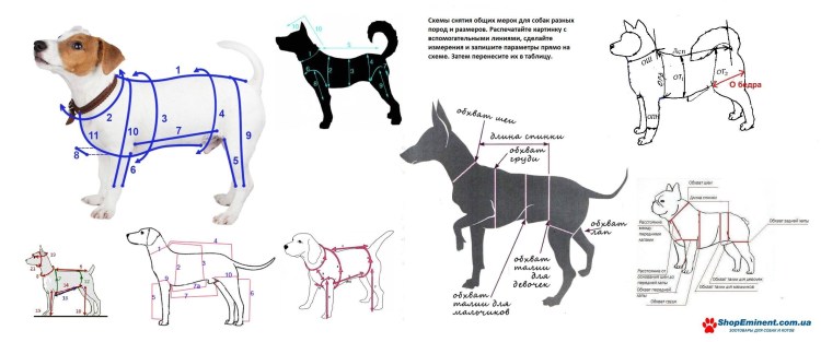 Комбинезон для Джек Рассел терьера выкройка