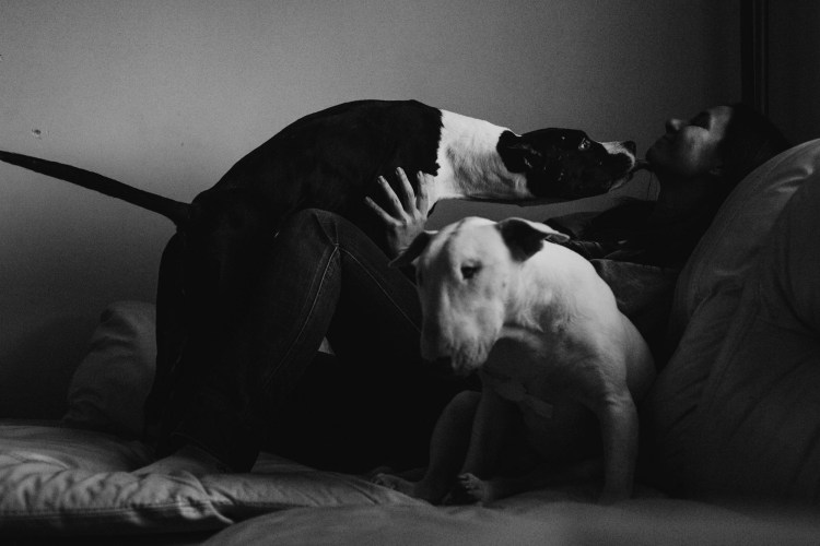 Большая собака с хозяйкой