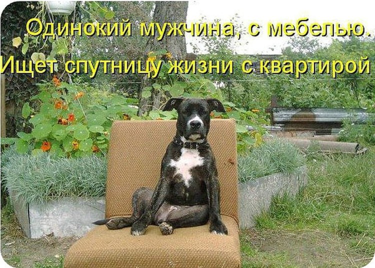 Старушка с собакой