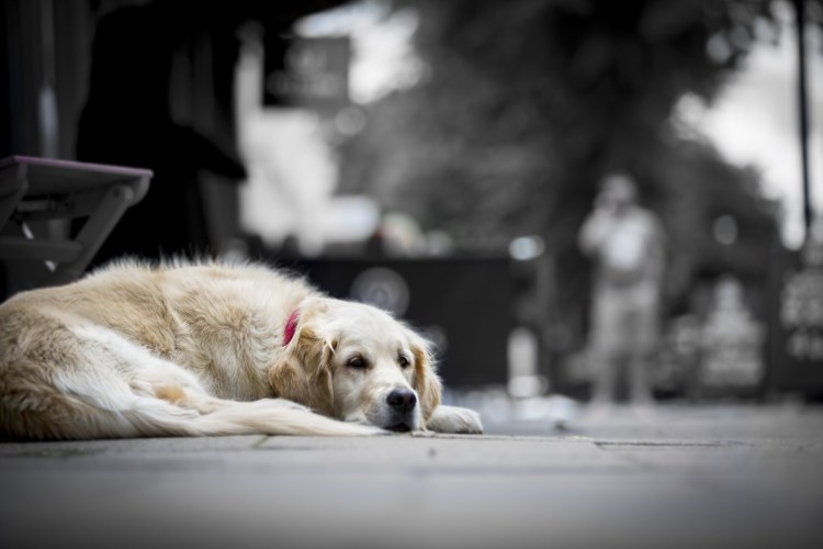 Оксана Сироштан