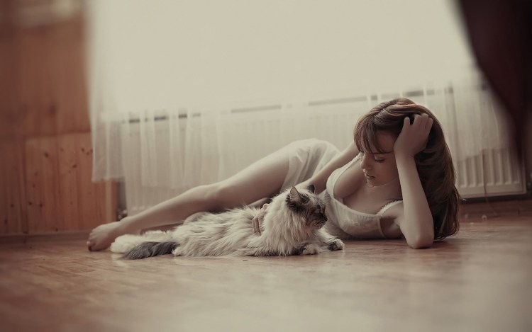 Собака лабрадор