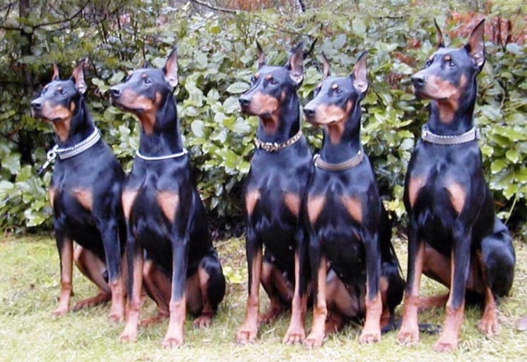 Опасные собаки в мире убийцы