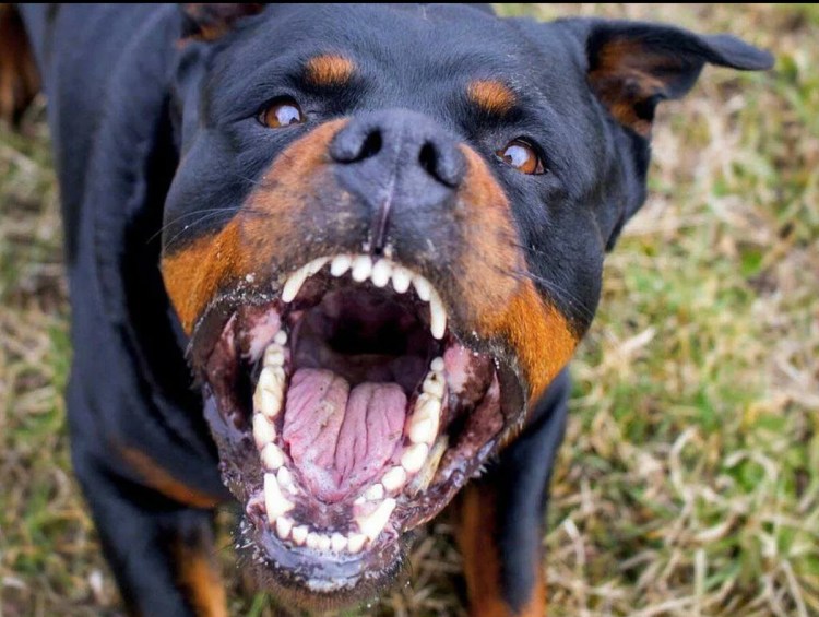 Булли Кутта пакистанский мастиф