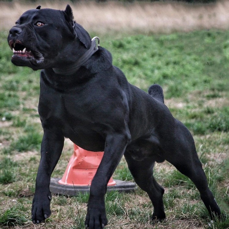 Доберман-пинчер опасный