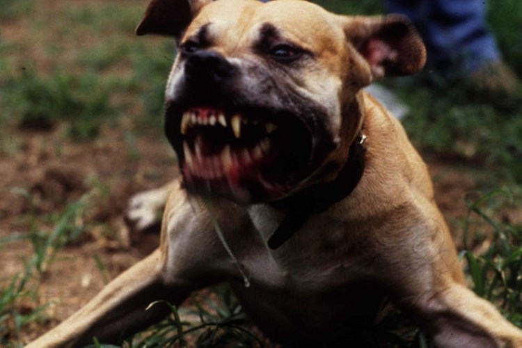 Бойцовские породы собак Кане Корсо