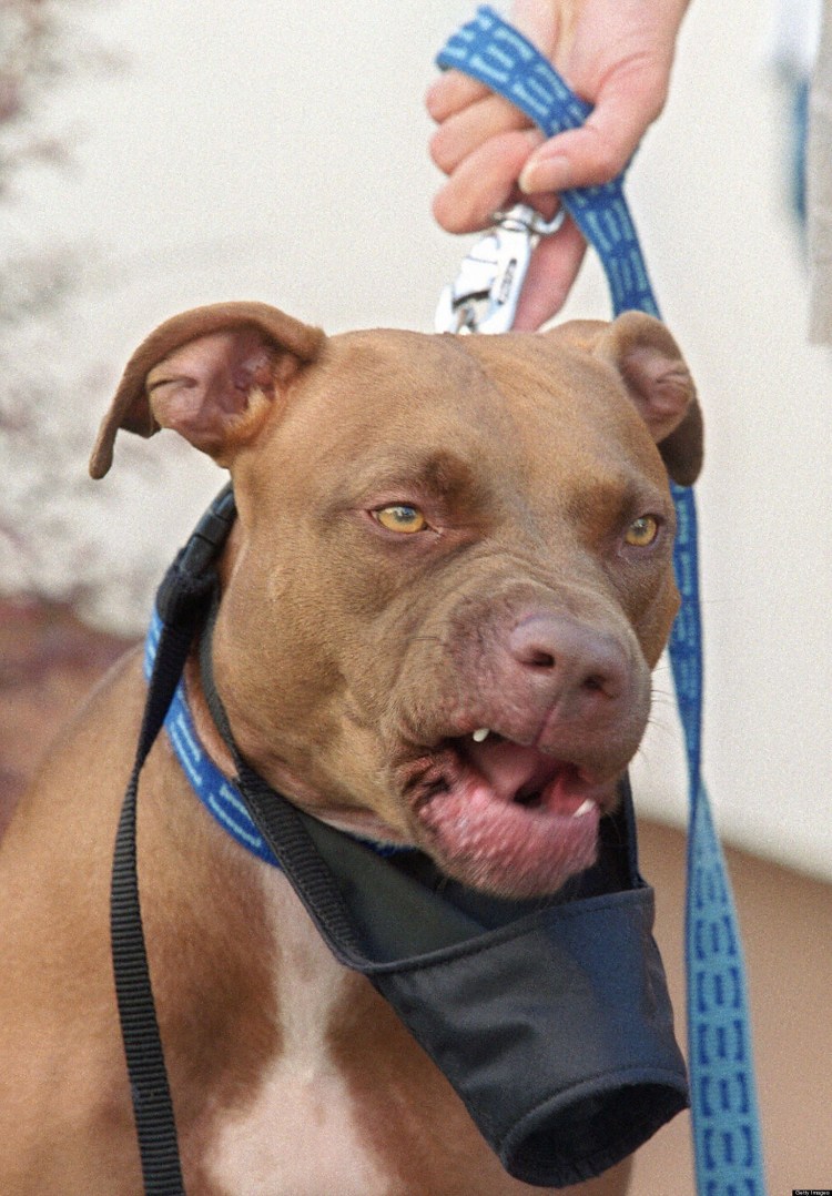 Стаффордширский терьер загрыз