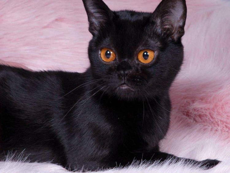 Бомбейская черная кошка