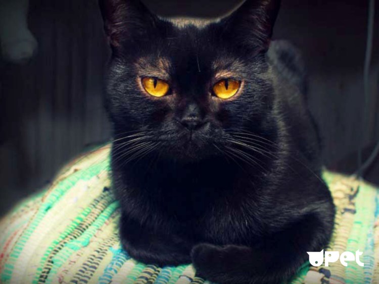 Бомбейская кошка короткошерстная черная