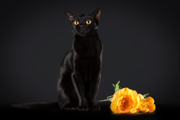 Бомбейская кошка