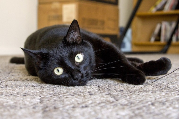 Бомбейская кошка