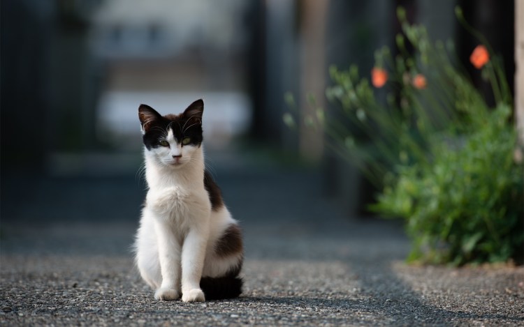 Котенок сидит