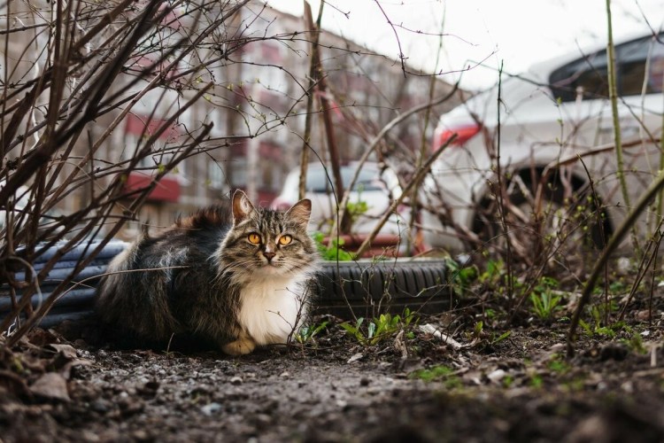 Серая кошка на улице