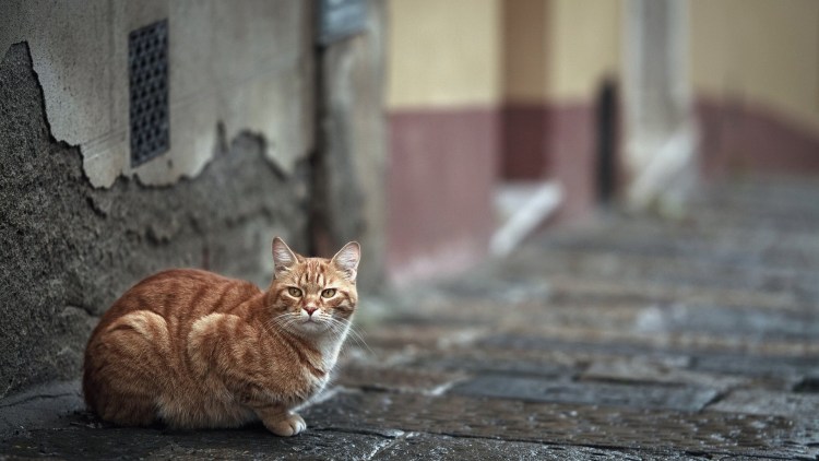 Серый уличный кот