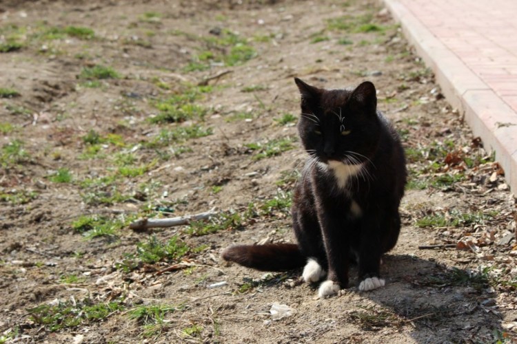 Кошка на улице