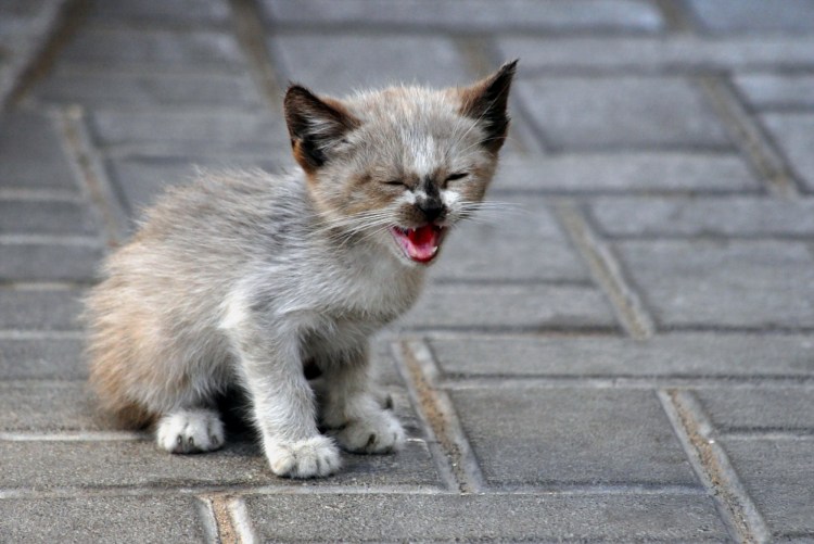 Бедный котик