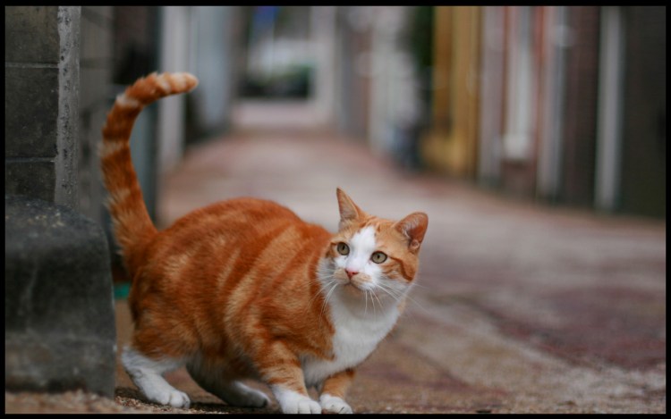 Рыжая уличная кошка