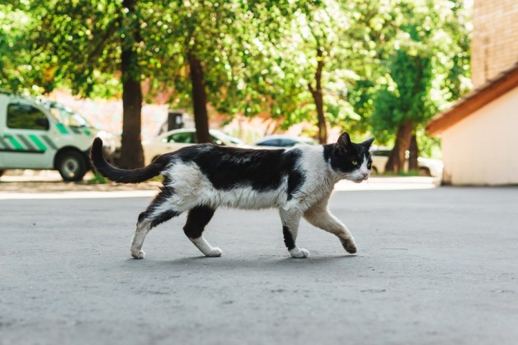 Дикая кошка уличная