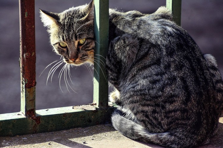 Грустный уличный кот