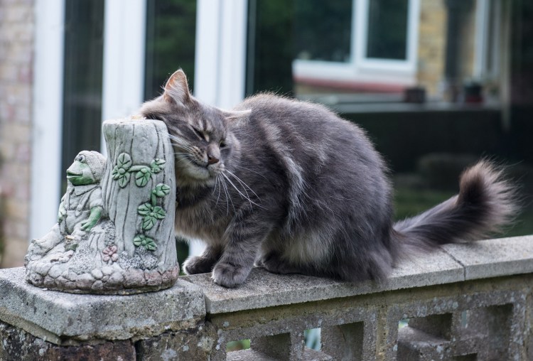 Серый кот на улице