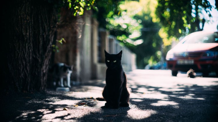 Котик на улице