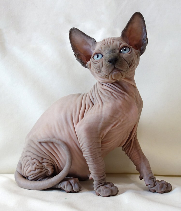 Сфинкс порода кошек канадский