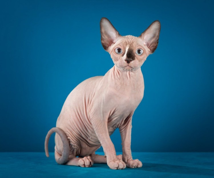 Сфинкс (порода кошек)