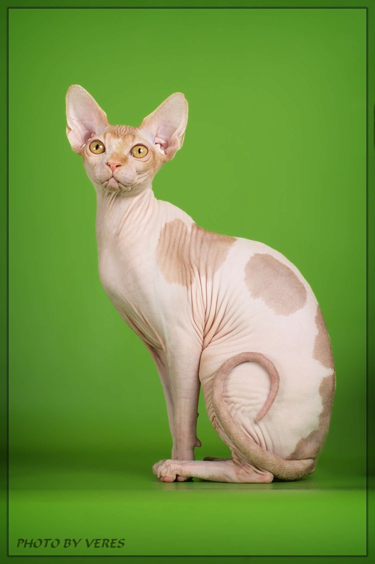 Канадский сфинкс