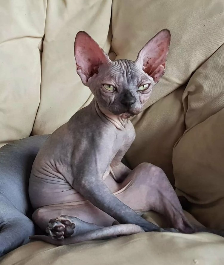 Донской сфинкс велюровый