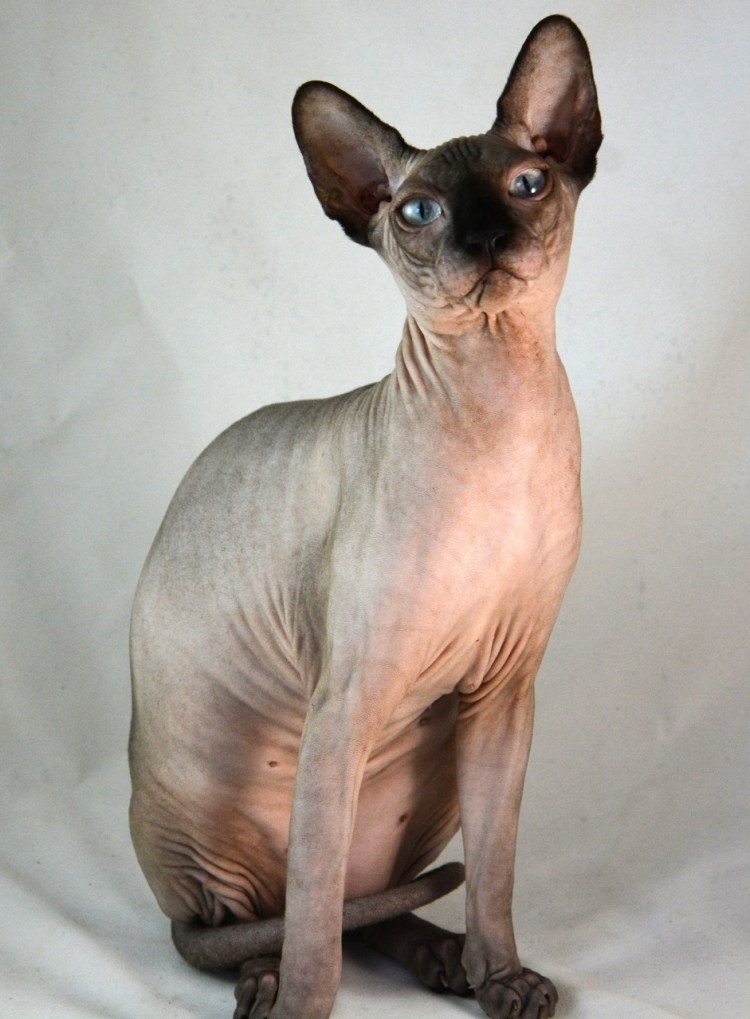 Канадский сфинкс взрослая особь