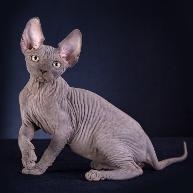 Канадский сфинкс