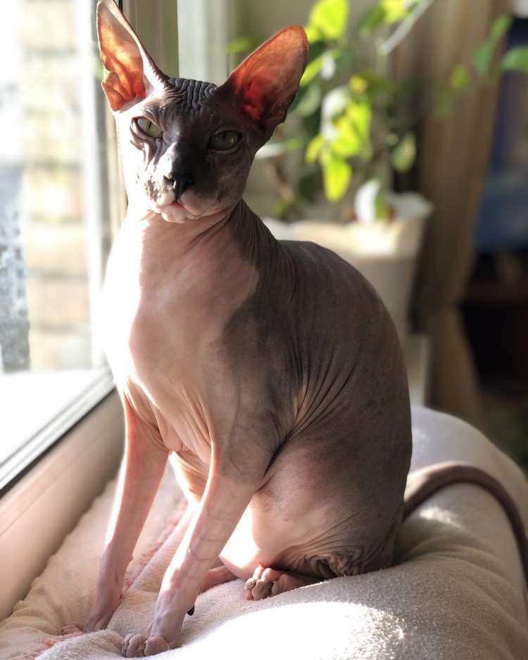 Донской сфинкс