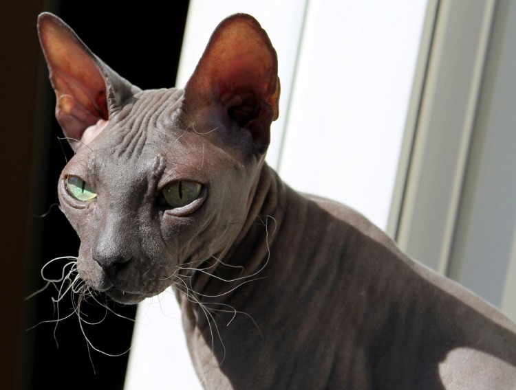 Донской сфинкс