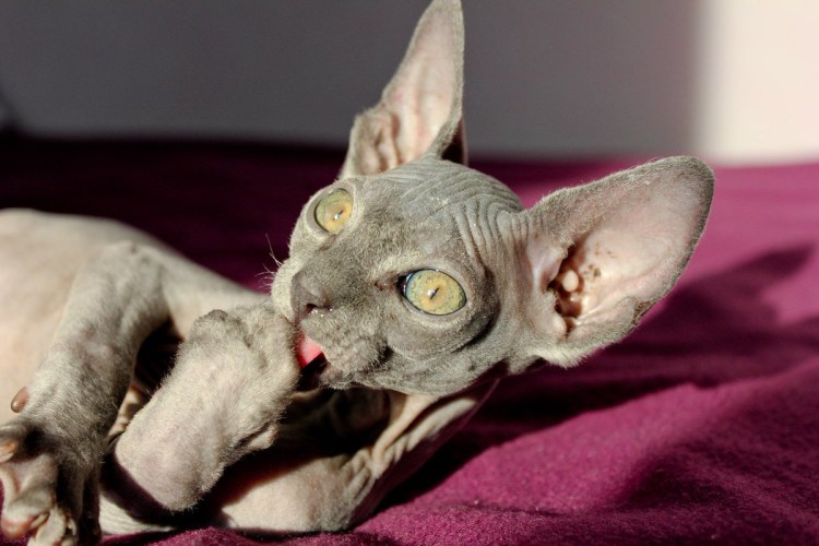 Канадский сфинкс Лунная кошка