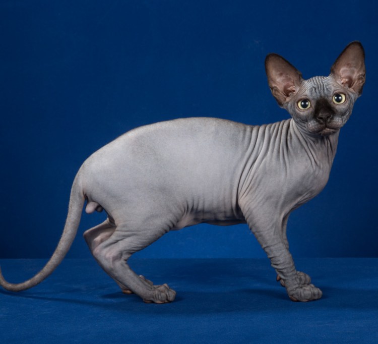 Канадский сфинкс взрослый