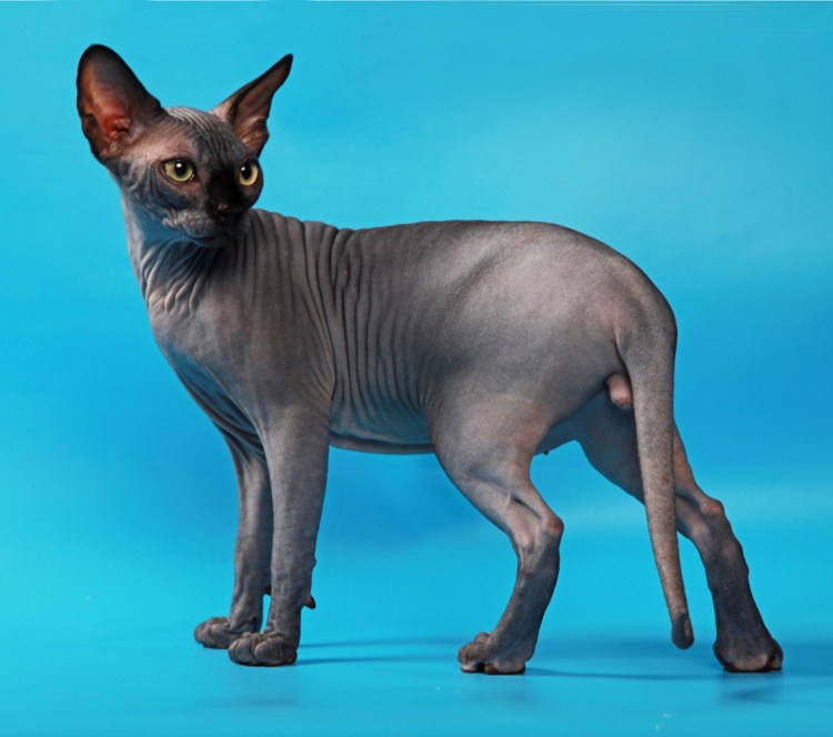 Канадский сфинкс взрослый