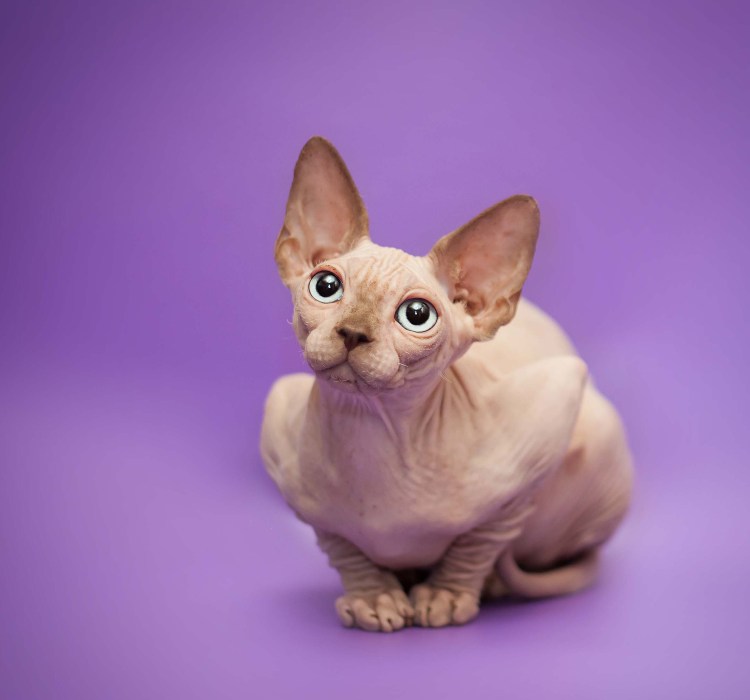 Лысая кошка Донской