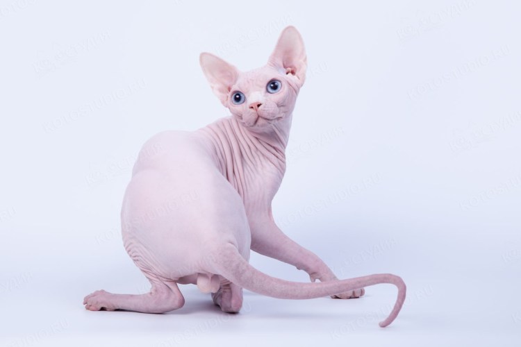 Сфинкс порода кошек канадский