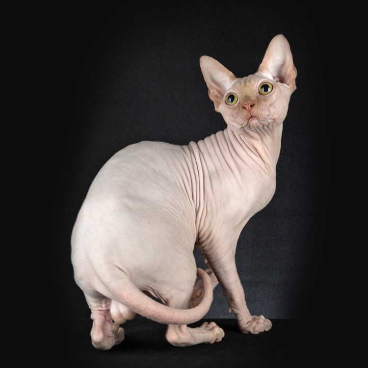 Канадский сфинкс