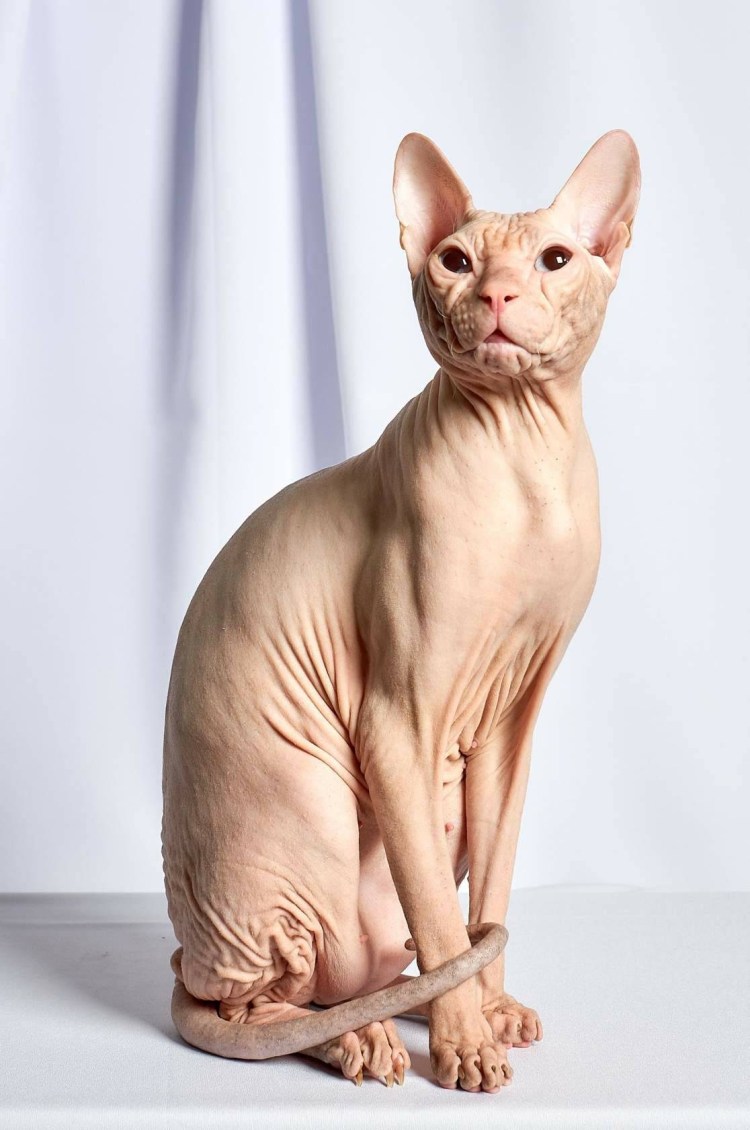 Канадский сфинкс