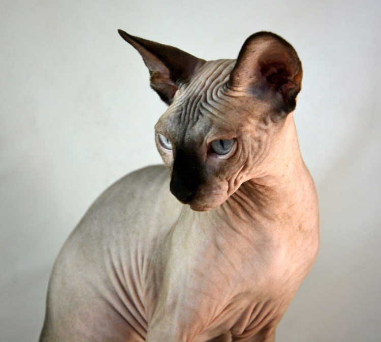 Канадский сфинкс взрослый