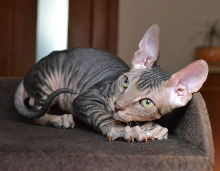 Донской сфинкс котята